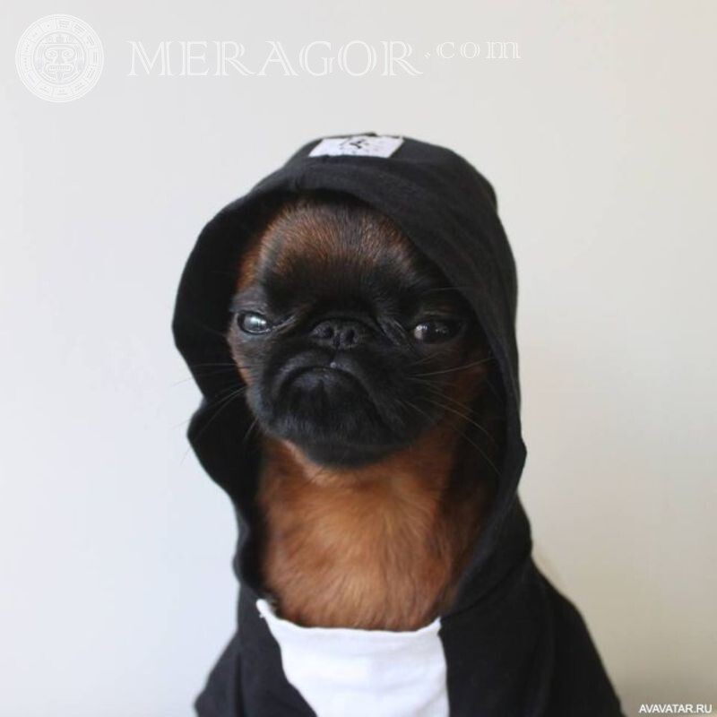 Cool icon with a dog in the hood Funny animals For VK Dogs Steam