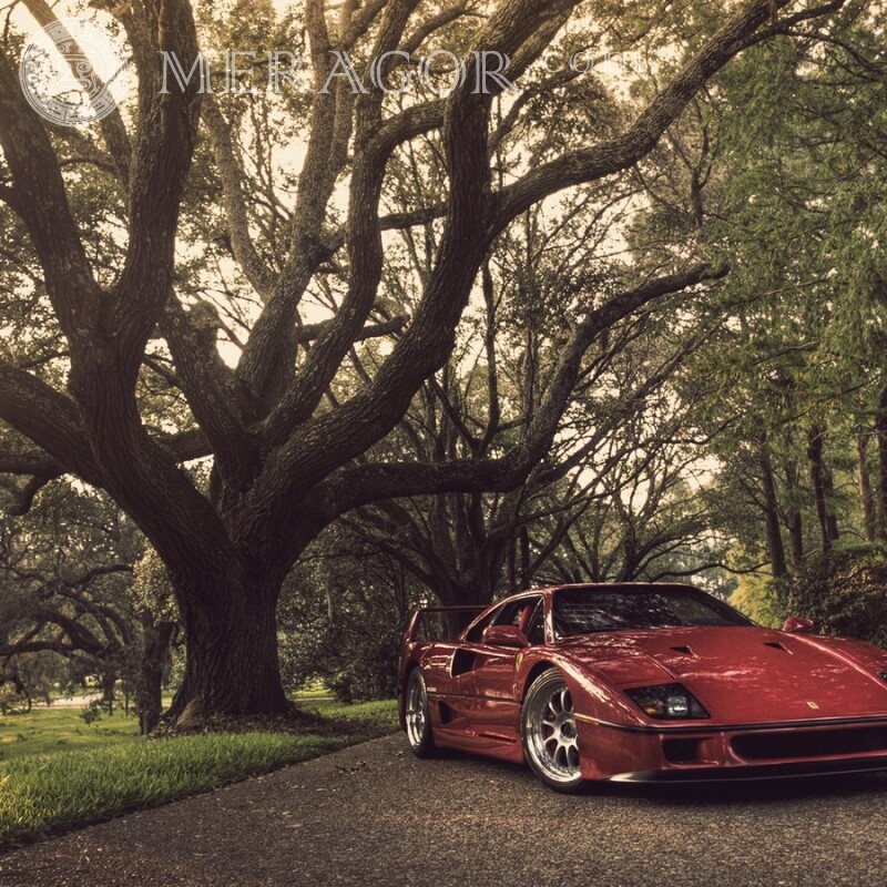 Laden Sie das Ferrari-Bild für das Profilbild herunter Autos Rottöne Transport