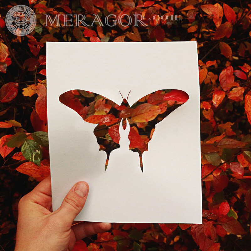 Бабочка красный листья осень силуэт на аккаунт Бабочки