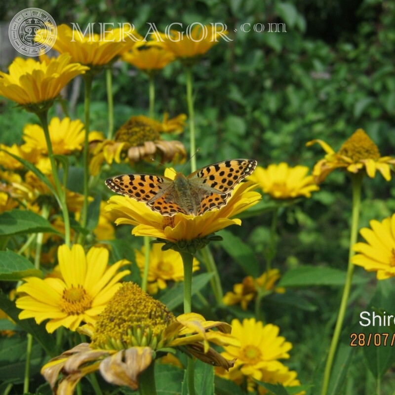 Бабочка на желтом цветке Насекомые Бабочки
