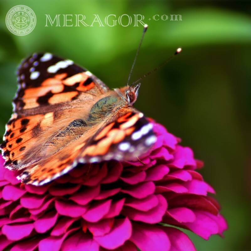 Descarga de fotos de mariposa sobre una flor Insectos Mariposas