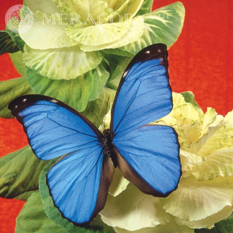 Бабочки на аву синие Насекомые Бабочки