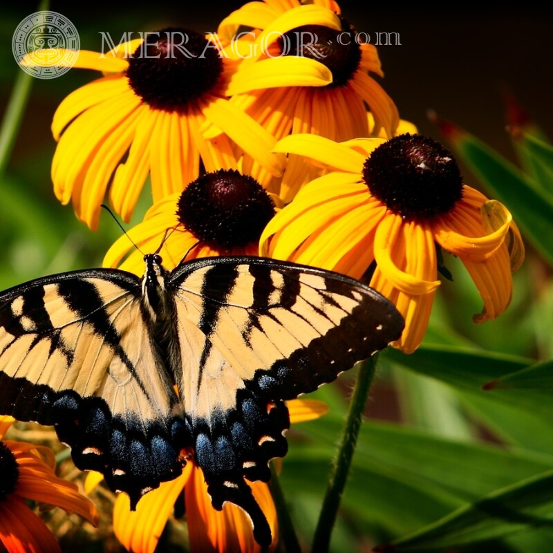 Бабочки фото красивые Насекомые Бабочки