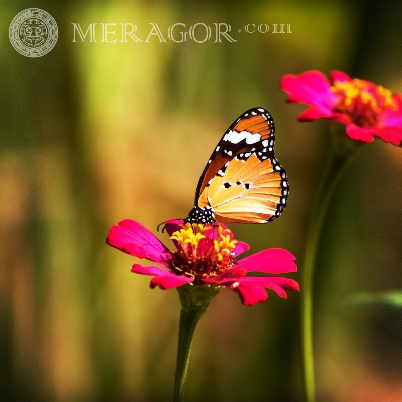 Mariposa en una foto de flor Insectos Mariposas