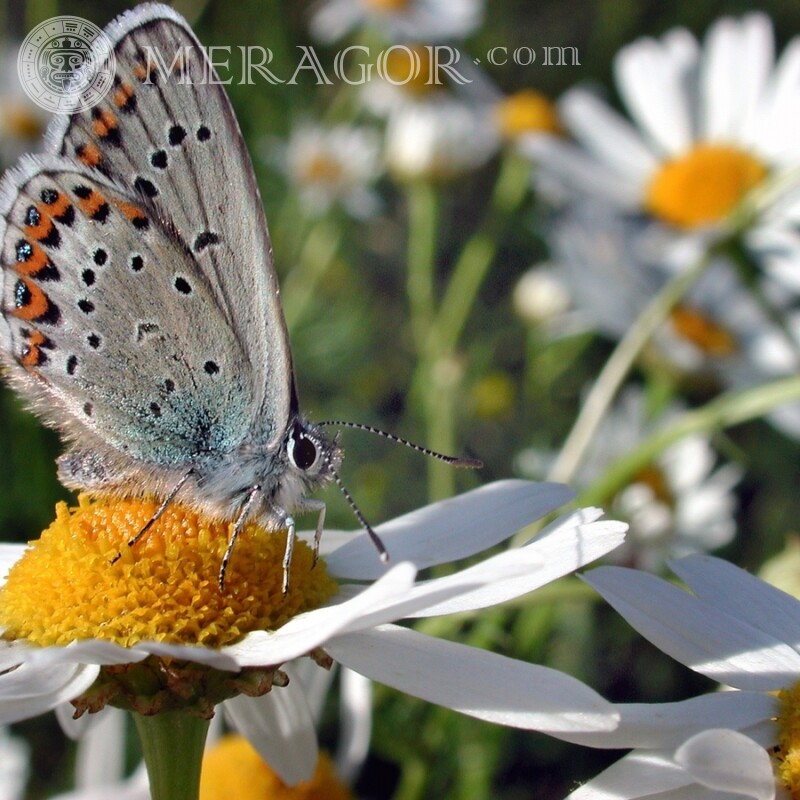 Papillon assis sur une fleur Insectes Papillons