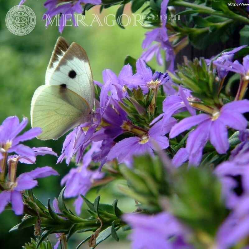 Una mariposa se asienta sobre una flor. Insectos Mariposas