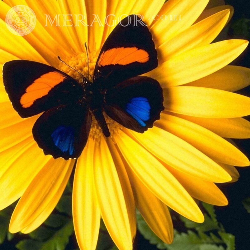 Бабочка на ромашке Насекомые Бабочки