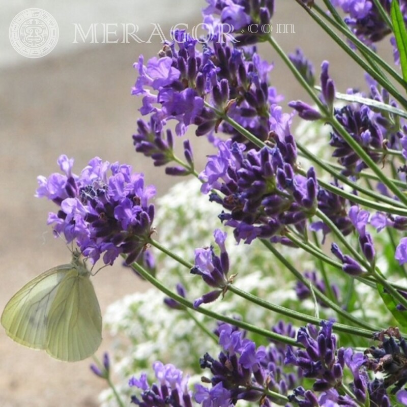 Téléchargement d'image de papillon pour avatar Insectes Papillons