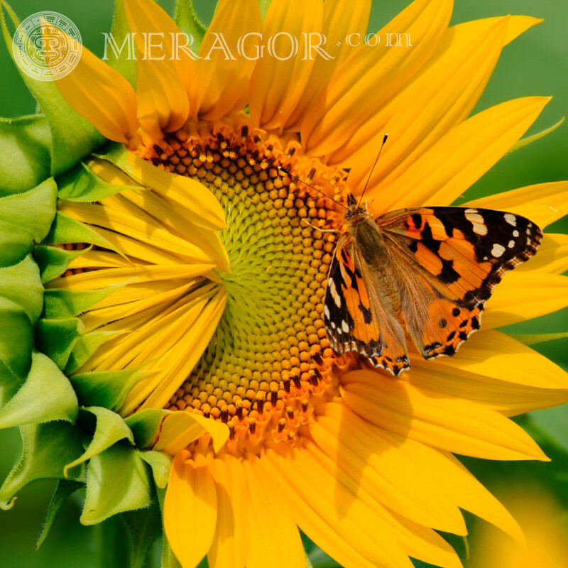 Schmetterlinge auf einer Sonnenblume Insekten Schmetterlinge