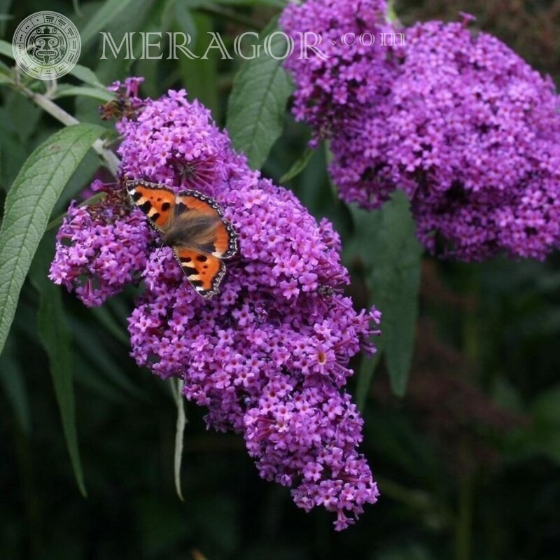 Butterfly on lilac Insects Butterflies
