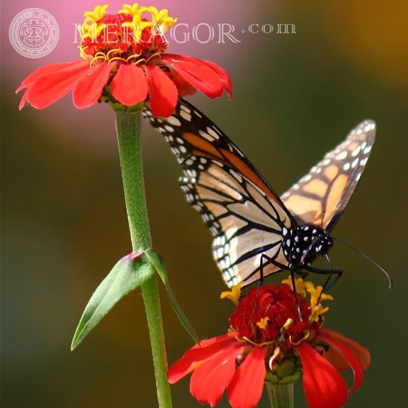 Бабочка на красном цветке Насекомые Бабочки