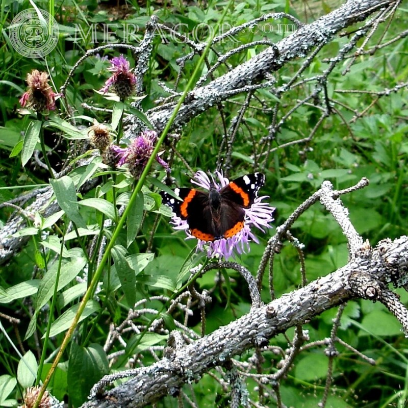 Бабочка на лугу Насекомые Бабочки