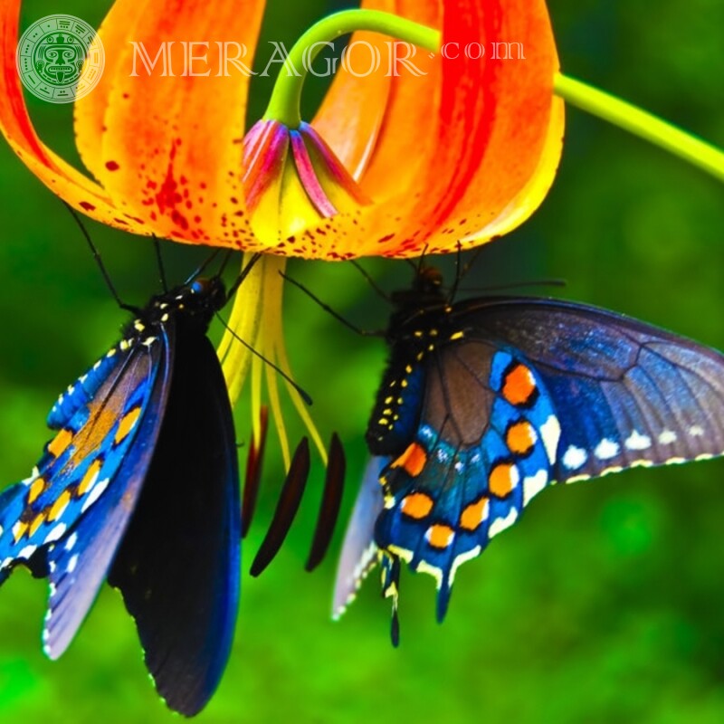 Бабочки на лилии Насекомые Бабочки