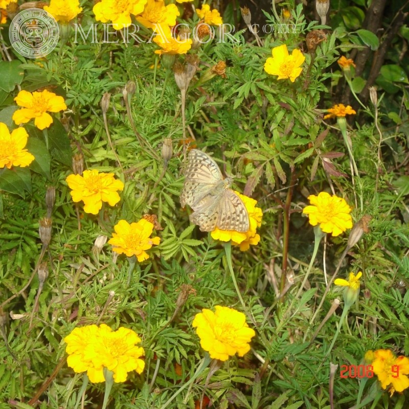 Mariposa en una foto de portada de flor amarilla Insectos Mariposas