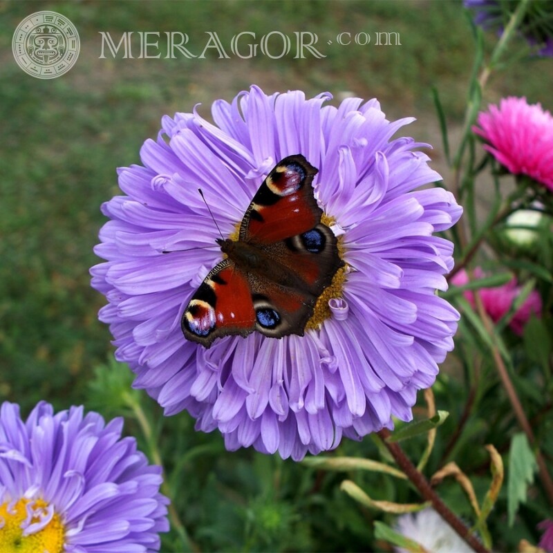 Метелик на фіолетовому квітці Комахи Метелики