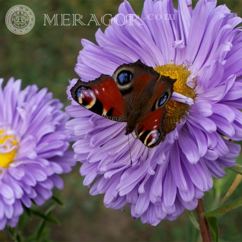 Schmetterling auf einem lila Blumenfoto Insekten Schmetterlinge