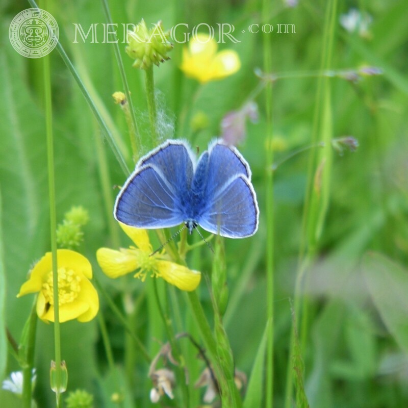 Mariposa sentada en una flor | 0 Insectos Mariposas