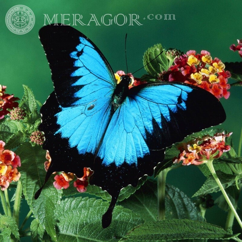 Красивые аватарки бабочки Насекомые Бабочки