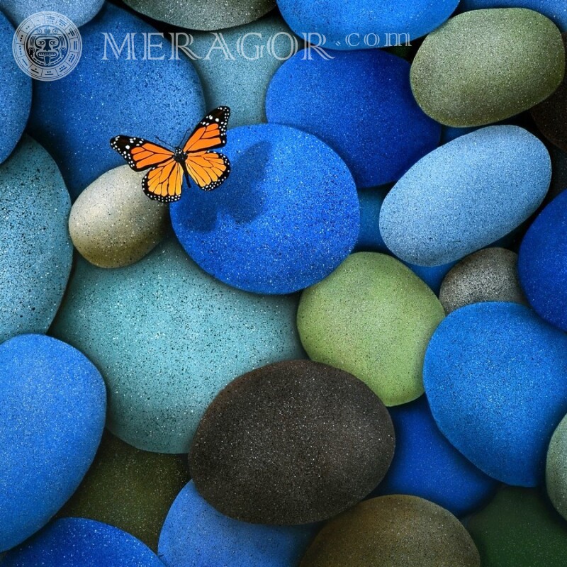 Бабочка на камнях Насекомые Бабочки