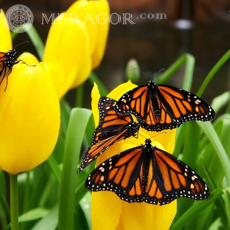 Бабочки на тюльпанах Насекомые Бабочки