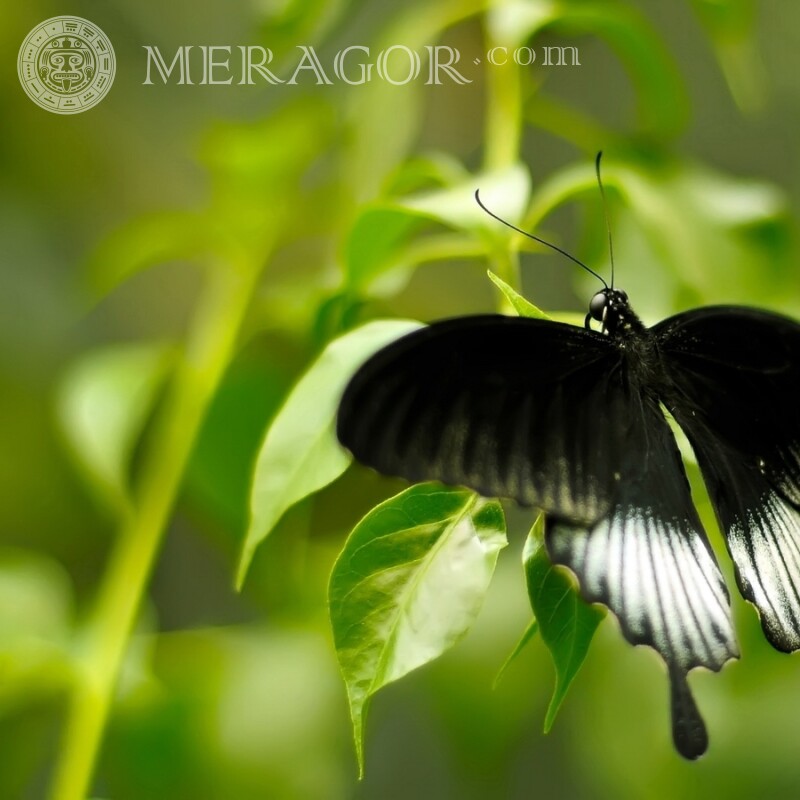 Черная бабочка фото Насекомые Бабочки
