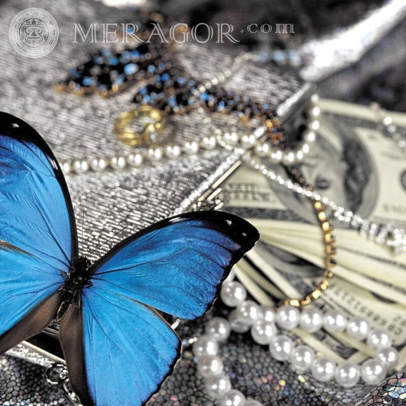 Belles photos de papillons Insectes Papillons
