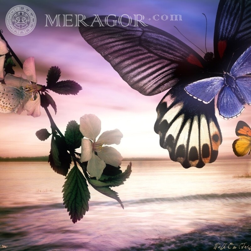 Бабочки картинка нарисованная Насекомые Бабочки