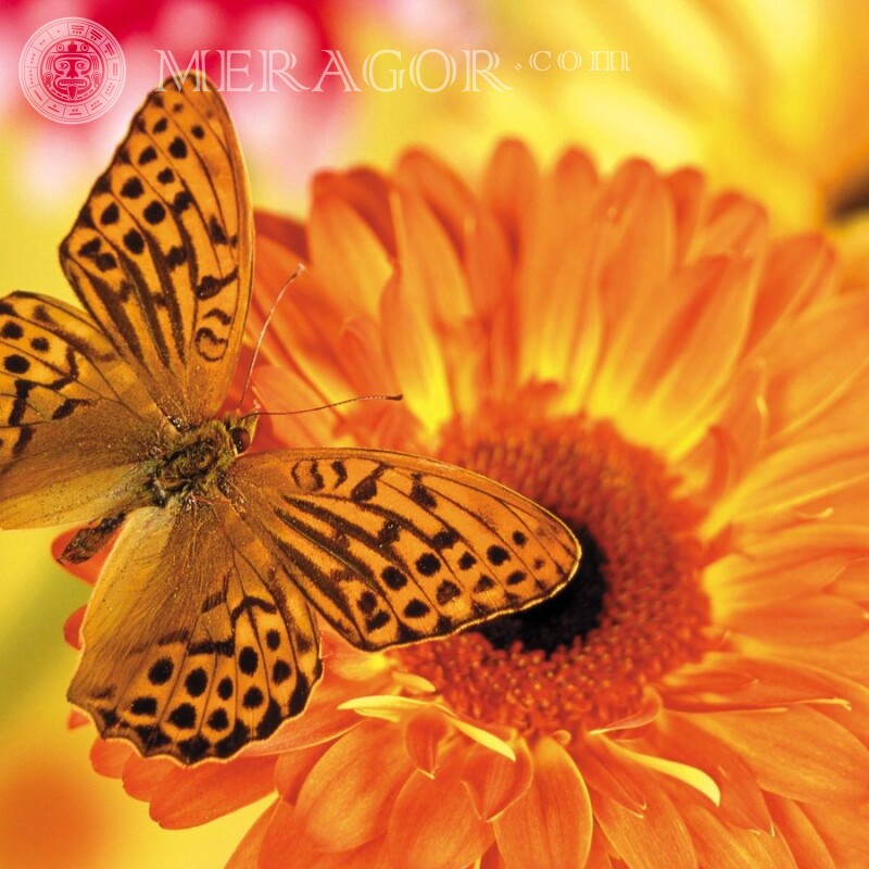 Солнечная бабочка Насекомые Бабочки