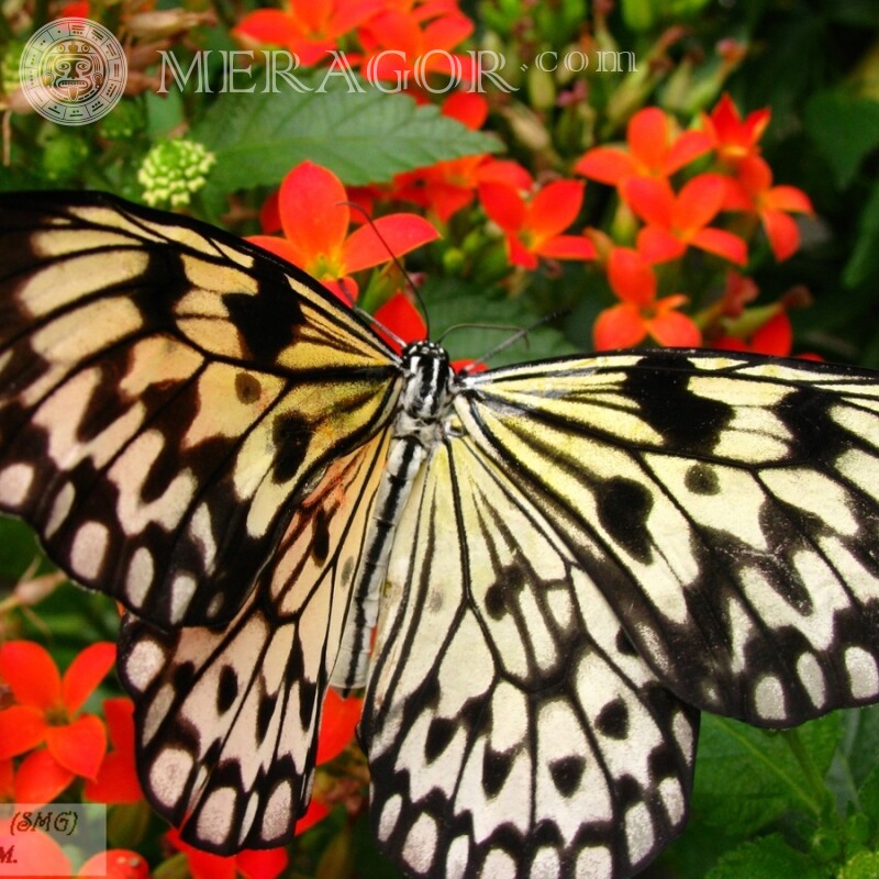 Пёстрая бабочка Насекомые Бабочки