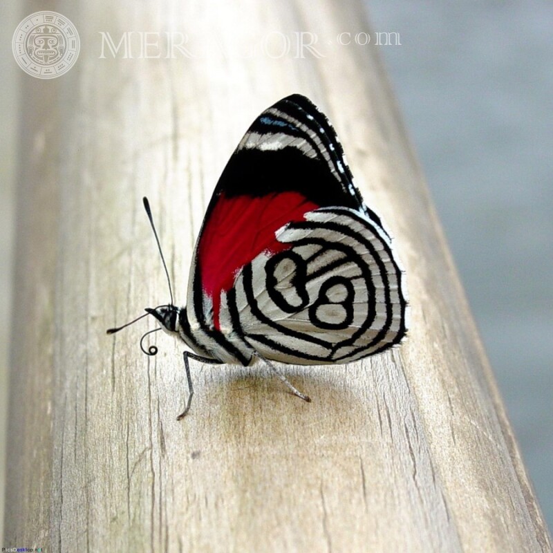 Необычная бабочка Насекомые Бабочки