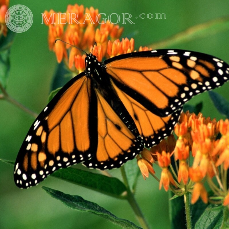 Оранжевая бабочка Насекомые Бабочки