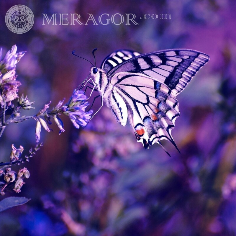 Schöne Bilder von Blumen und Schmetterling Insekten Schmetterlinge
