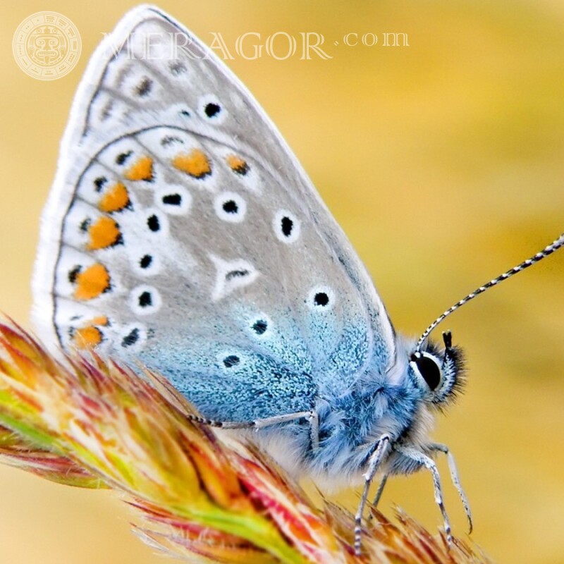 Фото красивой бабочки Насекомые Бабочки
