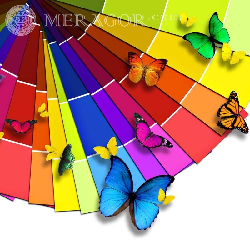 Бабочки и цвета радуги Насекомые Бабочки