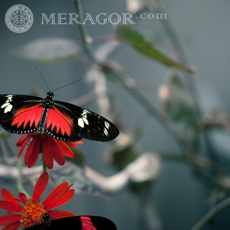 Photos de papillons noirs Insectes Papillons