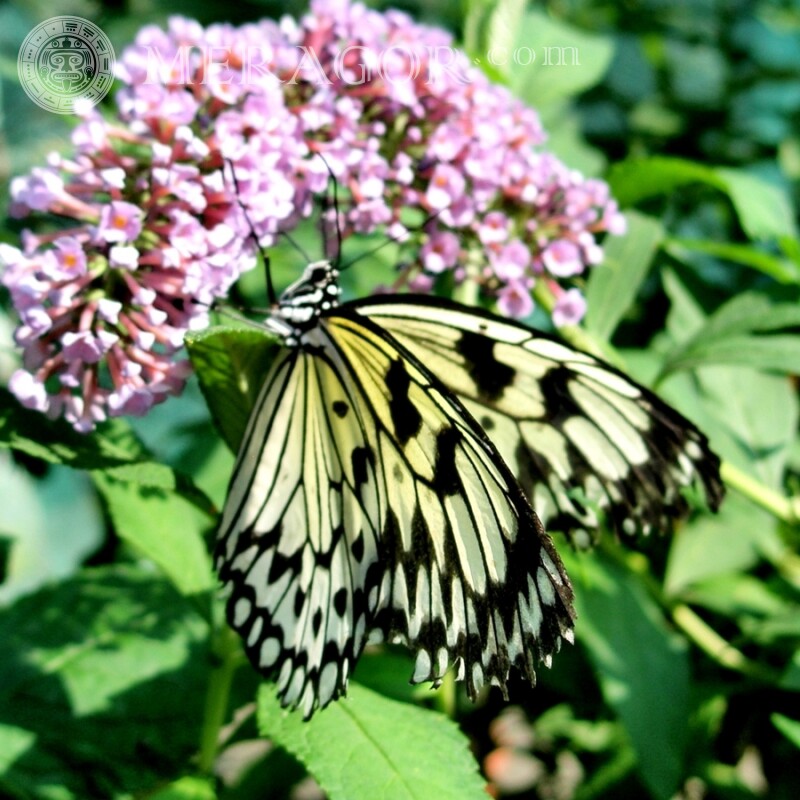Mariposa en una foto lila Insectos Mariposas