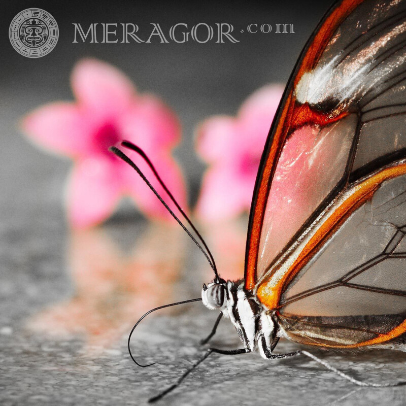 Прозрачная бабочка Насекомые Бабочки