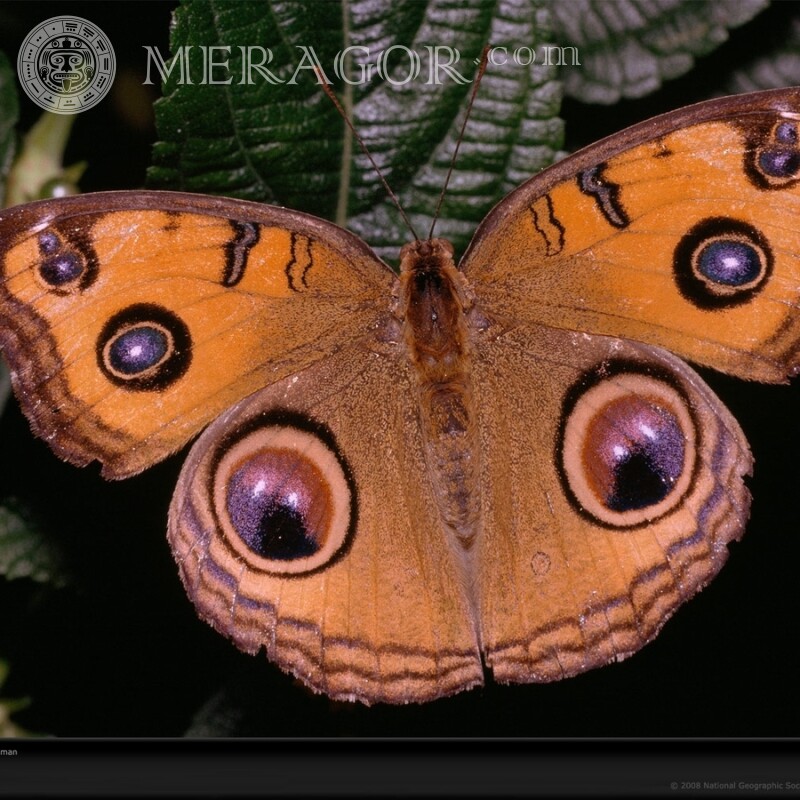 Павлиний глаз фото Насекомые Бабочки