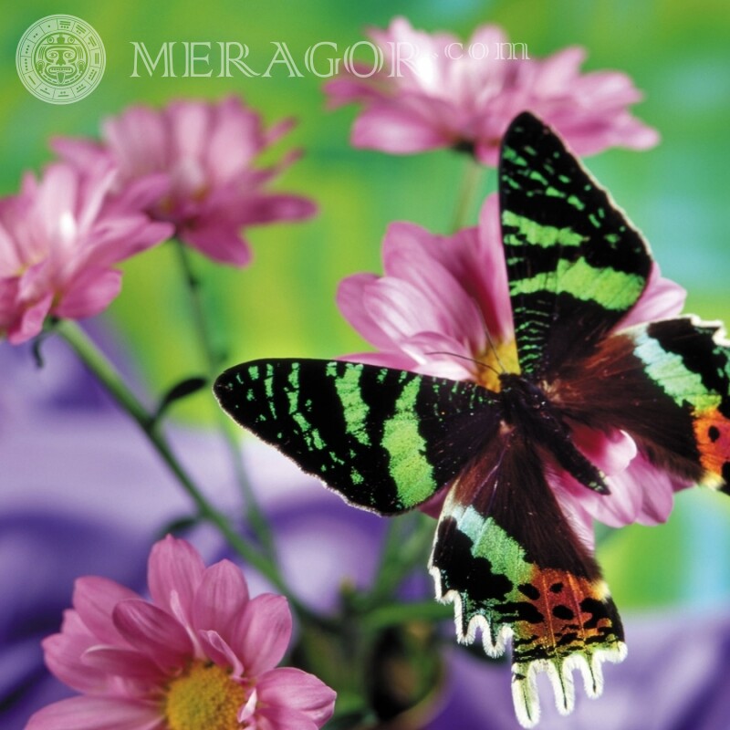 Фото с цветами и бабочкой Насекомые Бабочки
