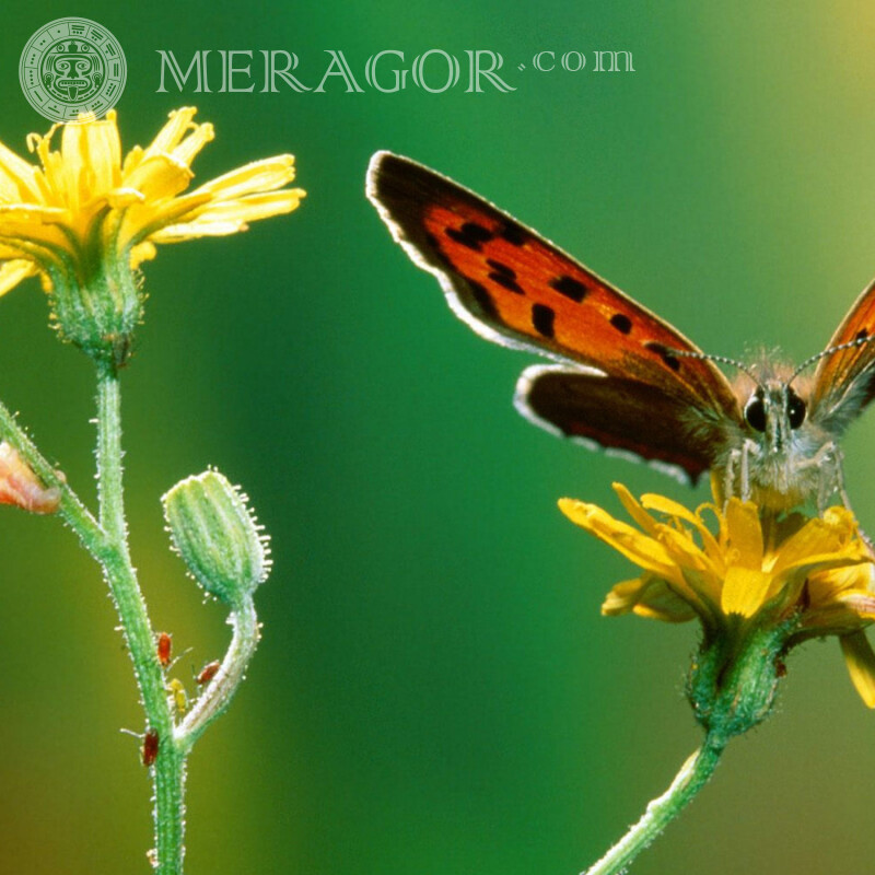 Flor y mariposa | 0 Insectos Mariposas