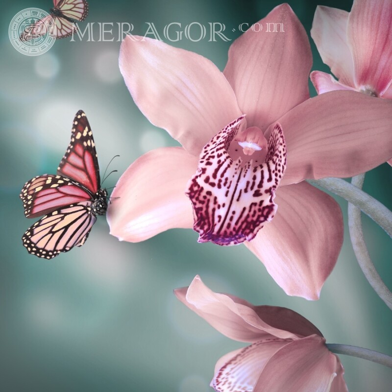 Бабочка на орхидее Насекомые Бабочки