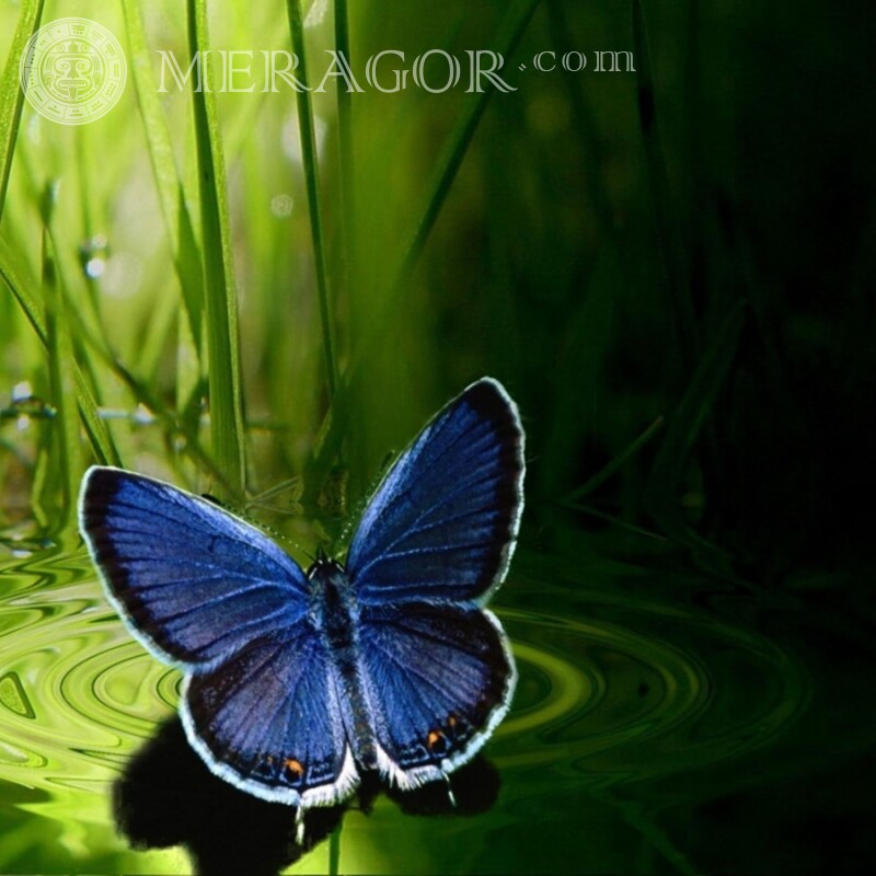 Синяя бабочка Насекомые Бабочки