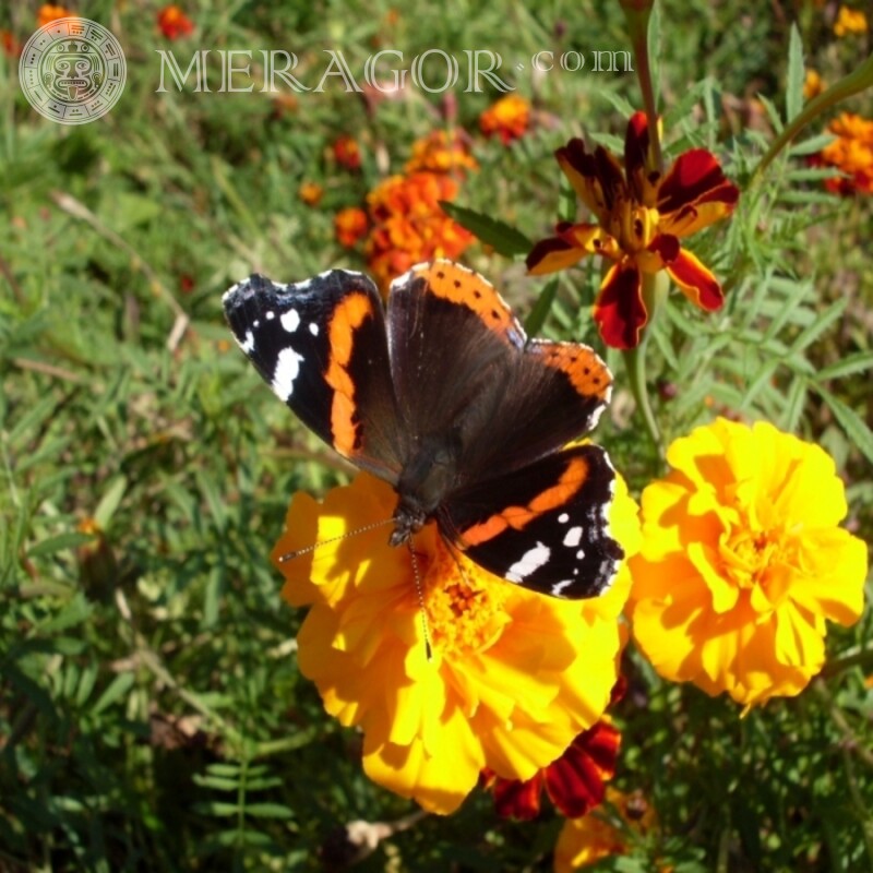Papillon sur une fleur jaune sur un avatar Insectes Papillons
