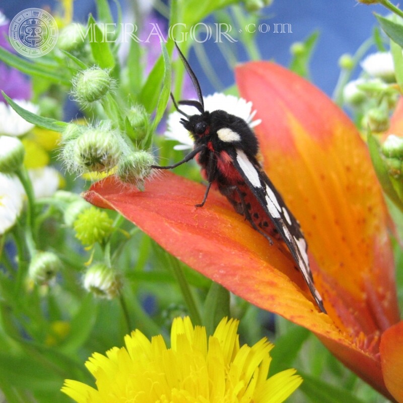 Papillon sur avatar | 0 Insectes Papillons