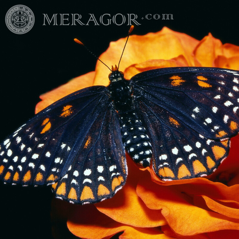 Téléchargement de photo papillon noir Insectes Papillons