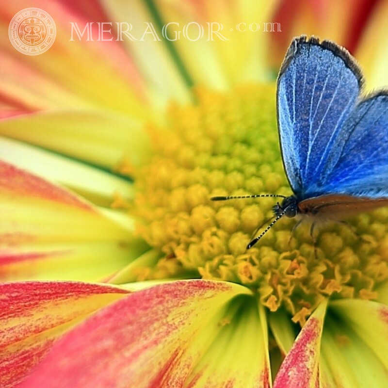 Photo de papillon bleu Insectes Papillons