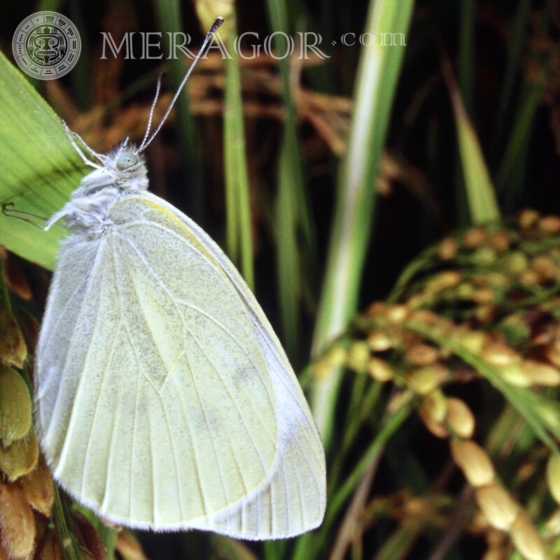 White butterfly photo Insects Butterflies