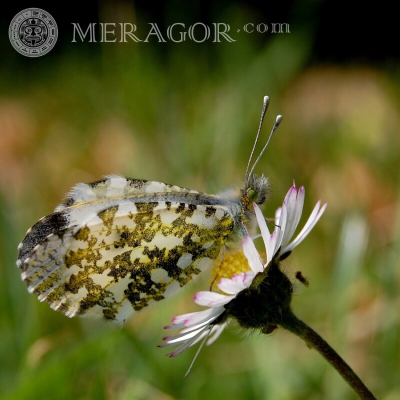 Linda borboleta em uma foto de camomila Insetos Borboletas