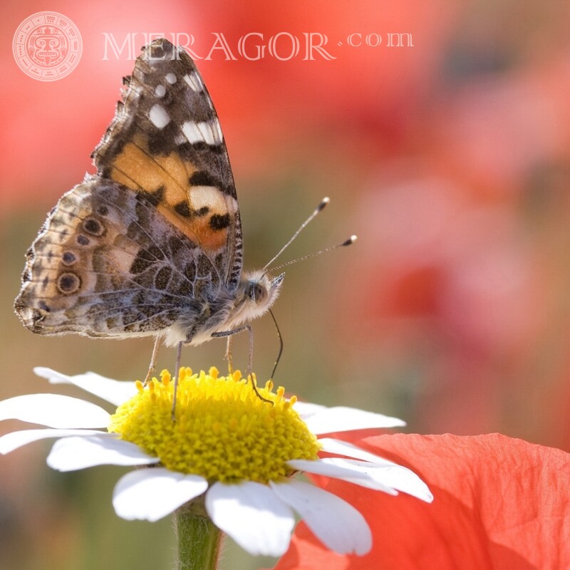 Butterfly on a daisy for icon Insects Butterflies