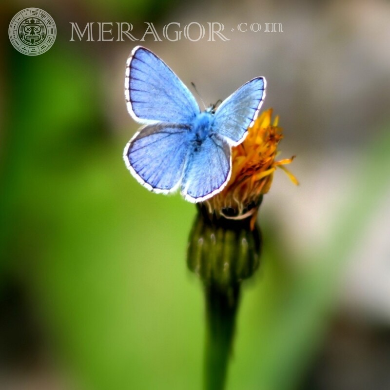 Blauer Schmetterling auf Profil Insekten Schmetterlinge